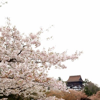 [相片1]吉野山上的千本樱 ♡
