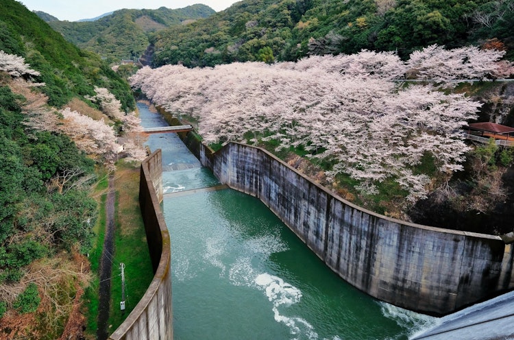 [画像1]和歌山県南部町にある島之瀬ダム、ダム湖畔にはおよそ500本のソメイヨシノが植樹されています。 訪れたときには見ごろ、撮り頃の満開状態でした。