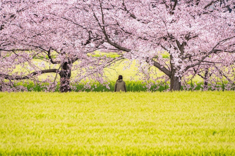[相片1]兵庫縣稻波町雲川的櫻花樹 當我拍攝這張照片時我覺得小麥和櫻花太美了，彷彿是一幅畫，我為主河瘋狂，按下了快門。櫻花的另一面也是小麥這也是稻波町獨有的場景 😯而且我覺得如果是金色的小麥就更漂亮了