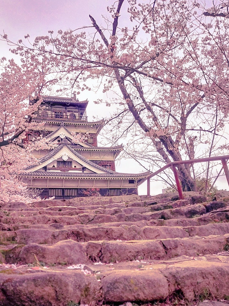 [画像1]広島市にある「鯉城・広島城」桜の木々に囲まれており春は綺麗な景色が見られます
