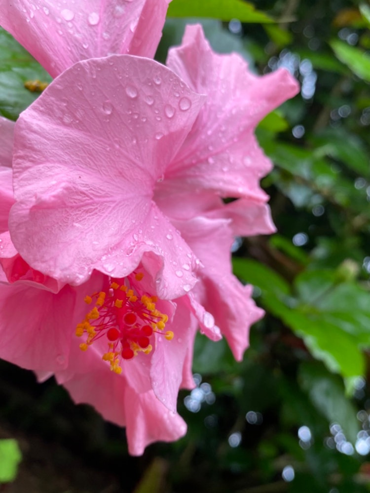 [Image1]I often go out to take pictures on rainy days, and this is one of those photos.There are many hibisc