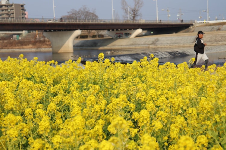 [相片1]兵库县西宫市，木湖川河床。每年的这个时候，我看着油菜花田，感受春天的到来。尤其是今年，它开得很美。