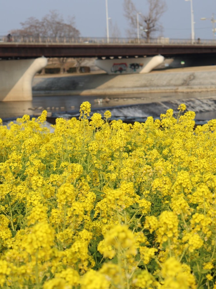 [Image1]Nishinomiya City, Hyogo Prefecture, Muko River riverbed.Every year at this time of year, I look at t