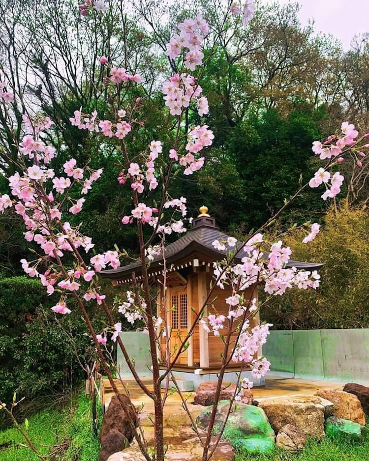 [相片1]【Kin-chan Coming Kogakuin櫻花植樹節】4 月 14 日星期日下午 1 點在工學院院（三宮682）“讓我們在伊勢原創造一個新的櫻花景點！”伊藤園舉辦一年一度的金醬櫻花植樹節。活動