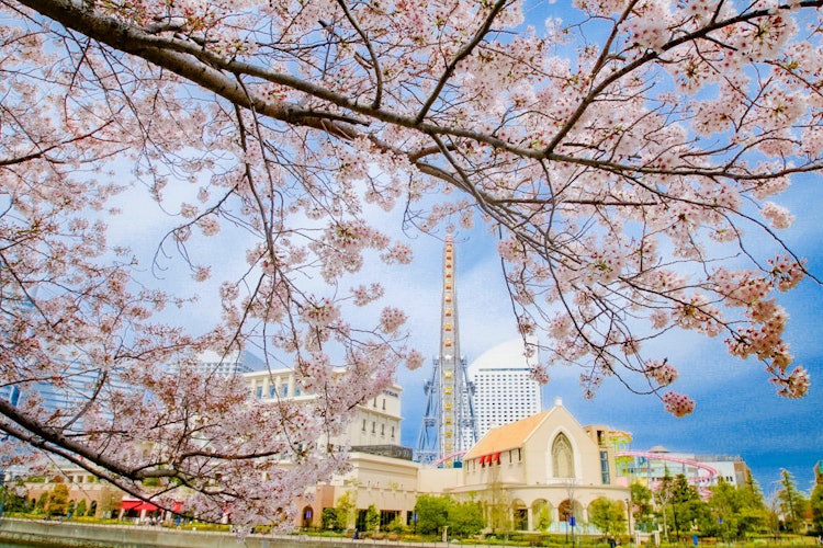 [相片1]神奈川縣橫濱市。櫻花和宇宙時鐘 😊春天，櫻花盛開，您可以🌸🌸與宇宙世界的宇宙時鐘合影。#旅行#攝影比賽