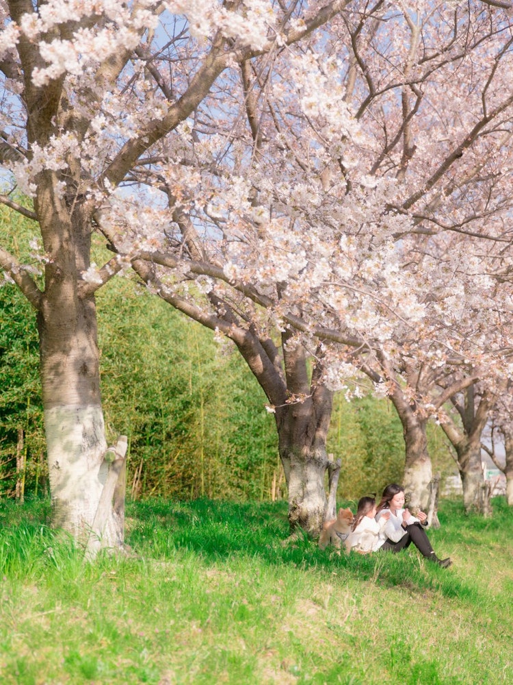 [Image1]#SpringMiki, HyogoIt is a family group cherry blossom viewing after eating a bun.