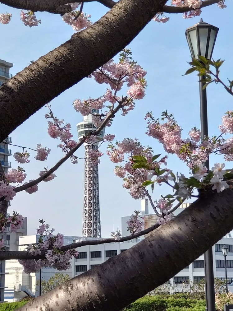 [画像1]令和五年の春の早朝。 太い幹に小枝の桜。マリンタワーが向こうで凜と。
