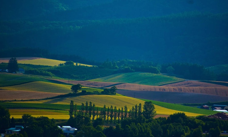 [Image1]A summer farmland of Hokkaido ... The light and shadow makes the whole land picturesque during the a