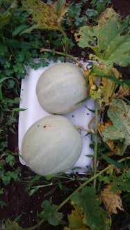 [Image1]It is a melon that grew up side by side. When I ate it, it tasted like a high-class melon.