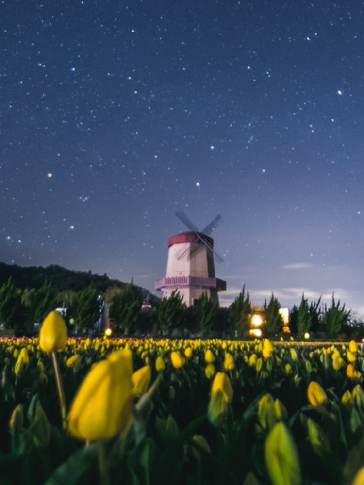 [Image1]A tulip field under the stars in Hata Town, Yasugi City, Shimane Prefecture. Spring is not only felt