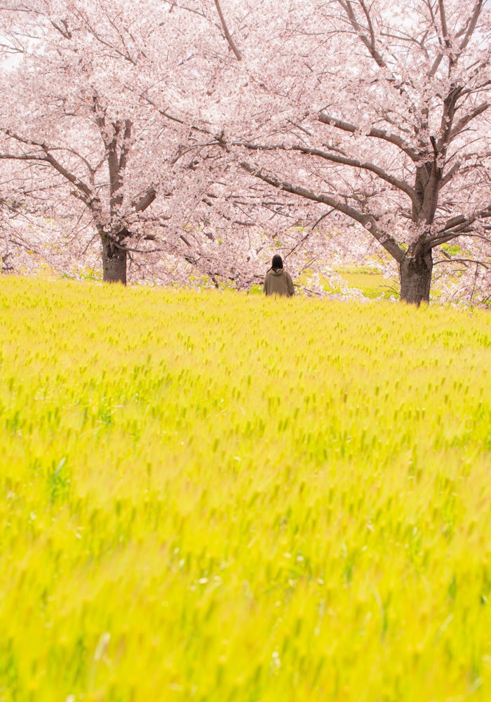 [相片1]兵库县稻波町云川的樱花树 即使在工作日，这里也有很多摄影师，但每个人都先去河边，在想要的地方拍摄，而不注意小麦，但我最关注的是闪闪发光的小麦和樱花，我认为在这种情况下很少见顾名思义，稻波町是一个以美丽