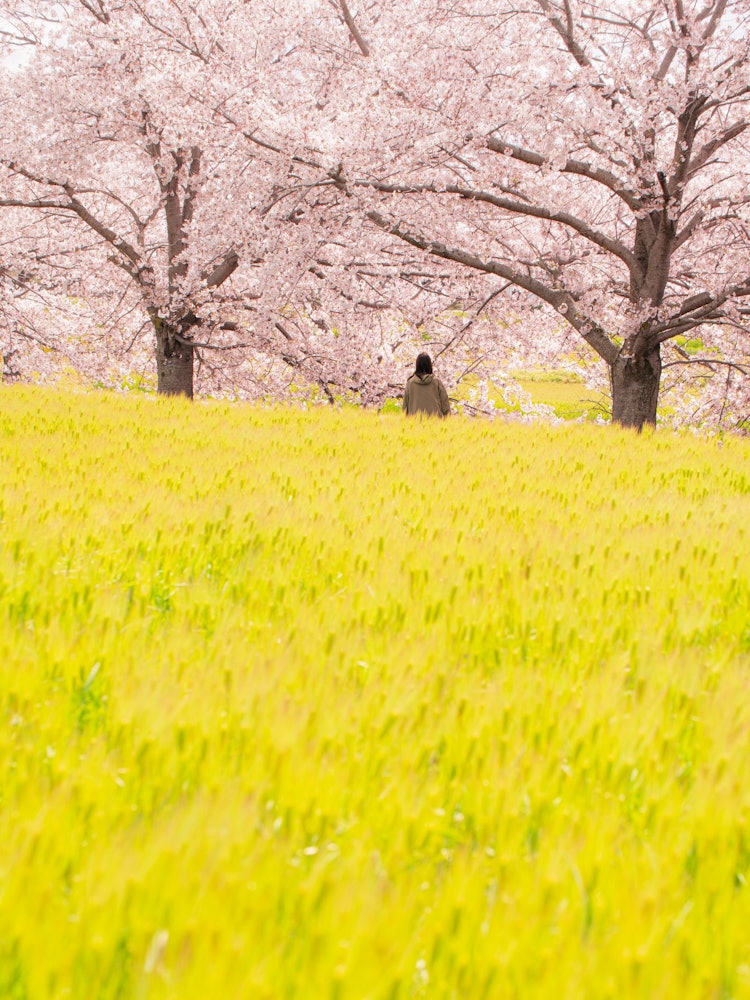 [画像1]兵庫県稲美町雲川の桜並木 ここは平日でもたくさんのカメラマンの方で物凄く賑わう場所なのですが、皆様真っ先に川に向かい麦には目もくれず目的の場所で撮影されるのですが、そんな中私が一番注目したのはキラキラ