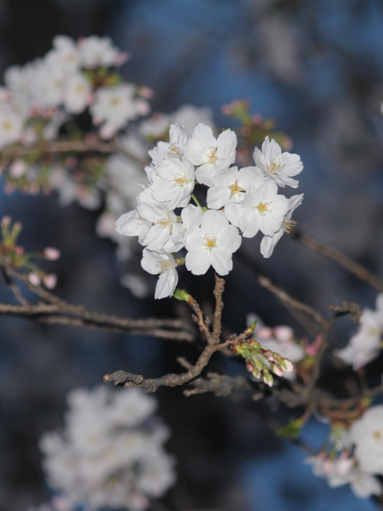 [Image1]This photo was taken at Gongendo, and it was just the main cherry blossom, and I took it as a night 