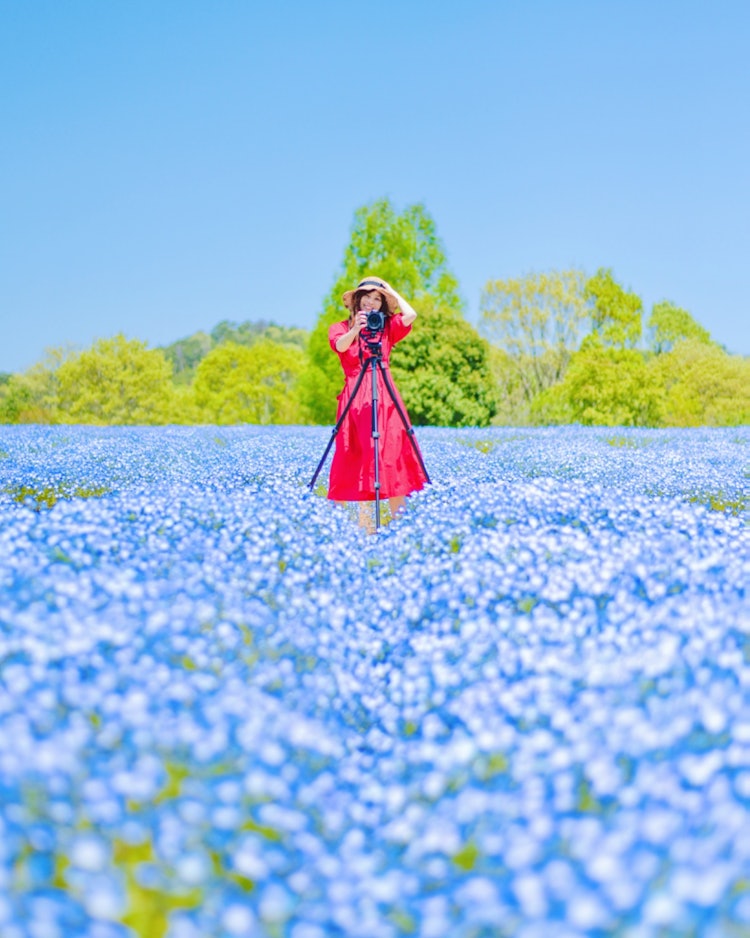 [相片1]广岛色良花卉村（广岛的赏樱景点推荐）#花村👈 @kamunosato 今天，我在Potlet拍了一张蓝天和花梦之山上的线虫蓝色的照片 📸蓝天对线虫有好处 😊蓝色地毯😆真的太美了💠 苔藓福禄考和尼莫菲拉