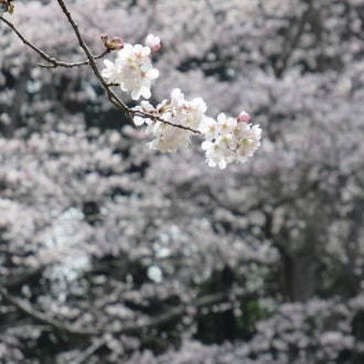 [Image2]Chiba Prefectural Boso no MuraCherry blossoms are in full bloom again this year
