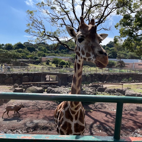 [Image1]Animal Kingdom in Izu.Get close to the animals!