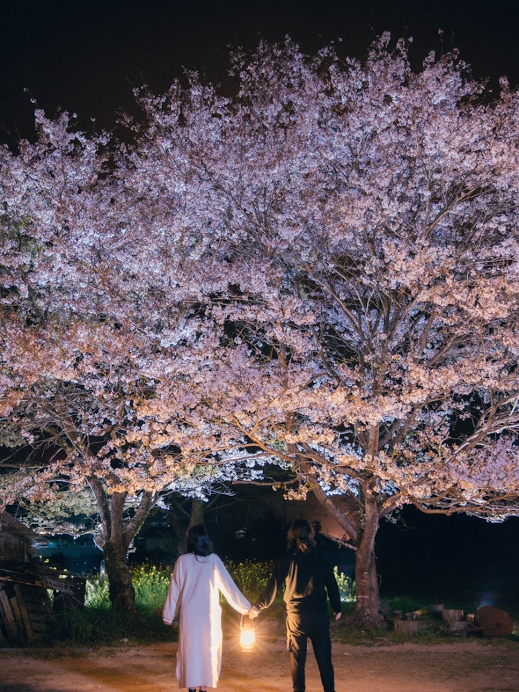 [画像1]兵庫県宍粟市山崎町にある夫婦桜(勝手に我が家でそう呼んでます)お気に入りの場所で夜も見たくて訪れライトアップしてみました😌