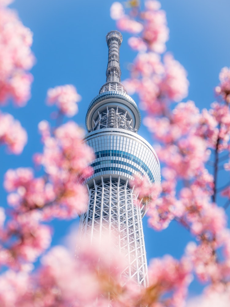 [Image1]Kawazu cherry blossoms 🌸 near Sky Tree