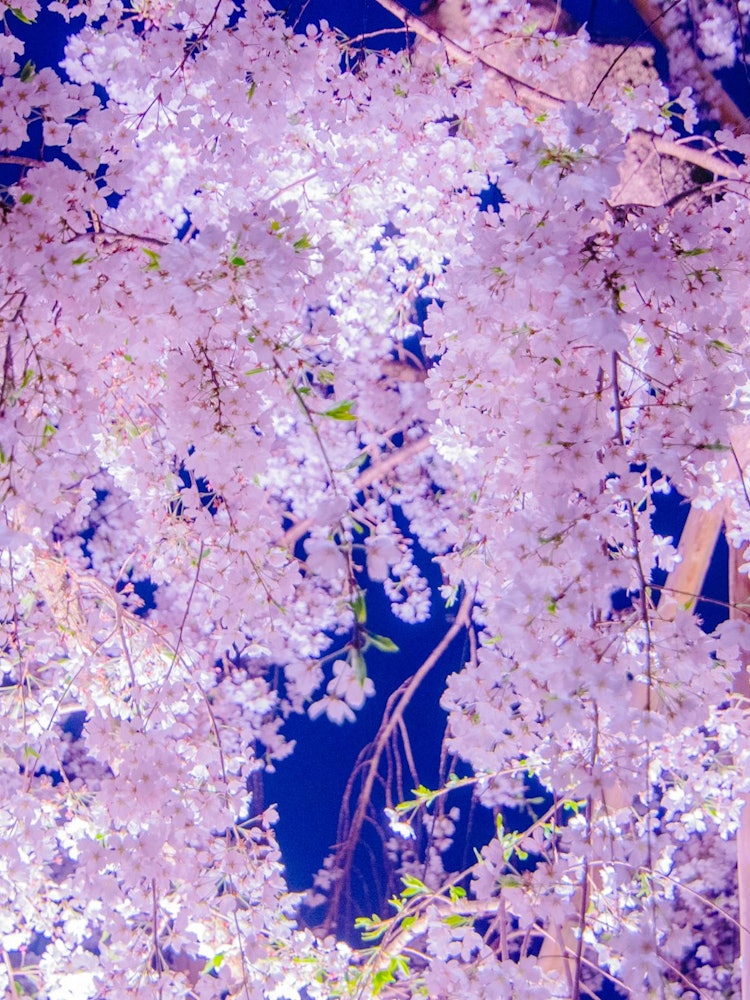 [이미지1]2024년 4월 4일도쿄의 긴시 공원 벚꽃 축제