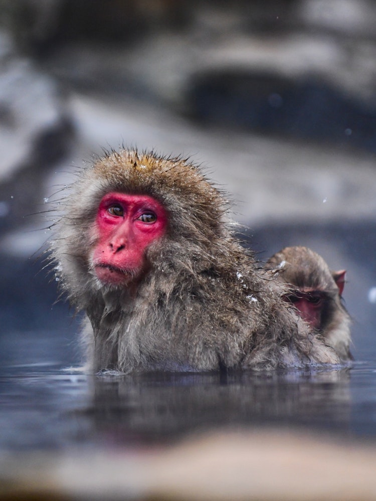 [Image1]I think about 70% of foreign touristsJigokudani Monkey Park is such a popular spot.It is a good phot
