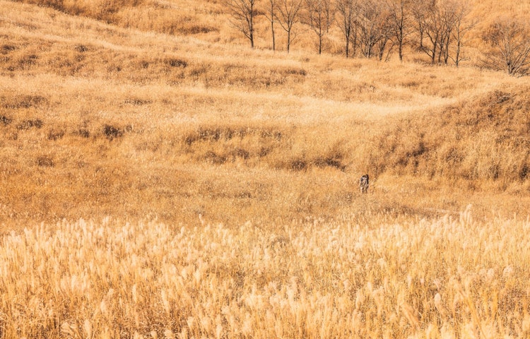 [相片1]兵庫縣上川町富峰高原的潘帕斯草在秋天被染成金黃色，非常漂亮，也是電影《挪威森林》、《平清盛》和許多著名電影的拍攝地 😀