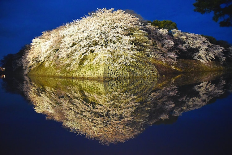 [이미지1]시가현의 히코네 성에서 라이트 업되는 벚꽃입니다. 수면에는 바람도 파도도 없었기 때문에 반사 벚꽃을 노렸습니다.