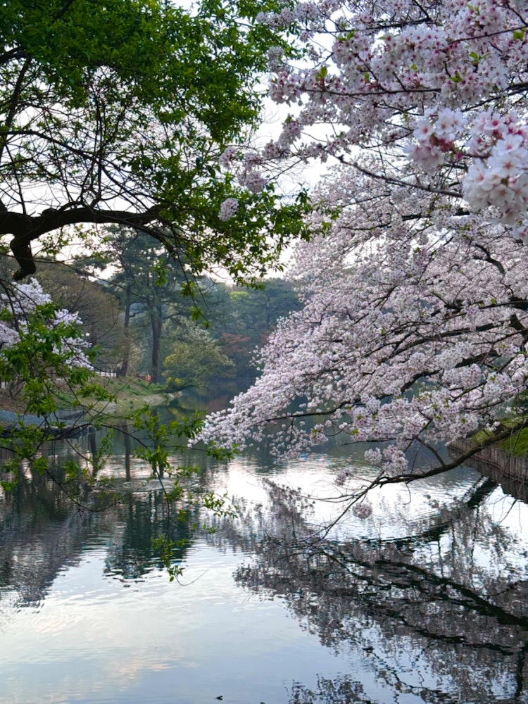 [画像1]愛知県の東海市にある大池公園にて撮りました。行った時間が朝日が出てきているタイミングだったので綺麗に撮れました。