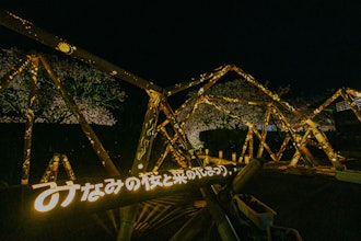 [相片2]第26届南方的樱花和油菜花节2/10 夜樱灯，南无夜樱花和竹灯拍摄者： Otsuka Tokiya