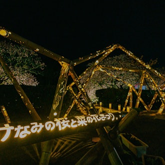 [Image2]The 26th Minami Cherry Blossom and Rape Blossom Festival2/10 Night Cherry Blossom Light Up, Minami n