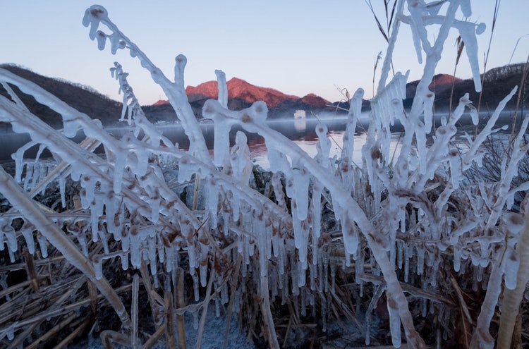 [画像1]榛名湖畔の植物に凍り付いたしぶき氷冬の寒さが作り出す情景です。