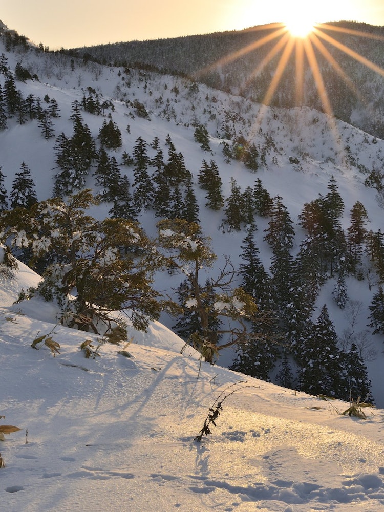 [相片1]“照亮腳印”我拍了一張在橫手山附近攀登的早晨太陽和雪原上留下的動物腳印的照片。雖然天氣很冷，但我非常滿意我能夠拍下光條紋的照片。地點：長野志賀高原