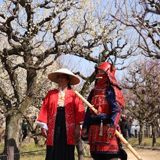 [画像1]【大阪城 梅林公園】2024年2/14現在開花情報：7分咲 いよいよ花見samuraihonor.com  大阪城梅五輪公園2024年2月14日現在開花情報:開花7分、いよいよ桜の見頃。