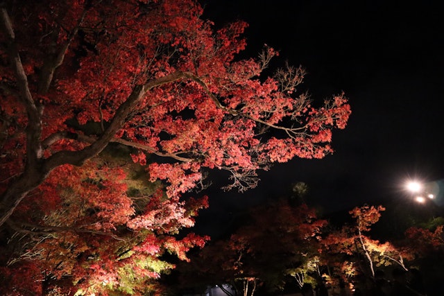 [Image1]Autumn leaves of Eikando in Kyoto City, Kyoto Prefecture.