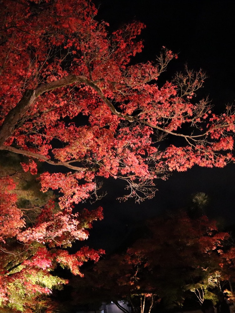 [Image1]Autumn leaves of Eikando in Kyoto City, Kyoto Prefecture.