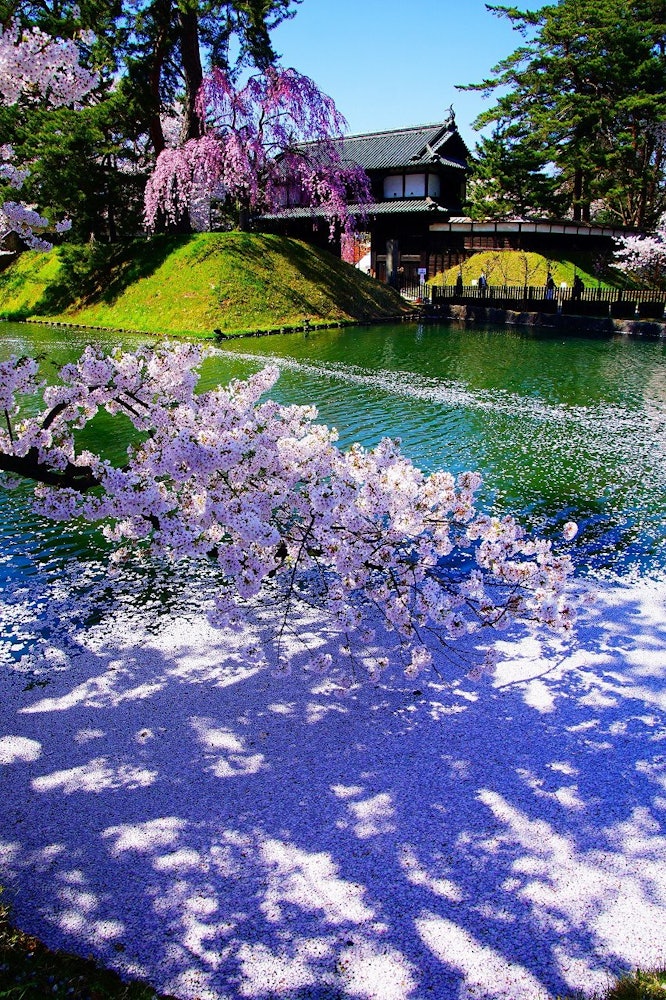 [이미지1]아오모리 현 히로사키 공원. 히로사키 성의 해자에서 봄입니다