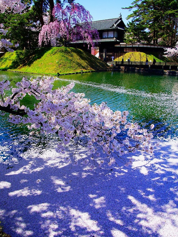 [相片1]青森县弘前公园。 弘前城护城的春天