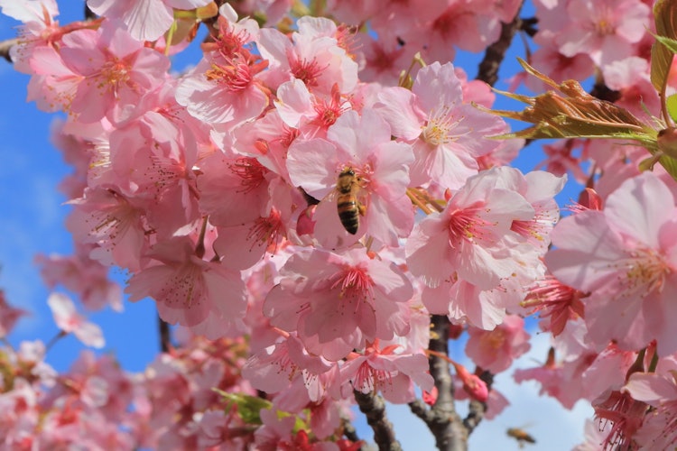 [이미지1]모래 언덕 근처의 벚꽃 나무에서 촬영 🌸촬영하고 있으면 예쁜 핑크 꽃잎에 매료된 꿀벌이 놀러 왔기 때문에 기회라고 생각하고 셔터를 릴리즈🐝했습니다 ⋆︎*゚∗
