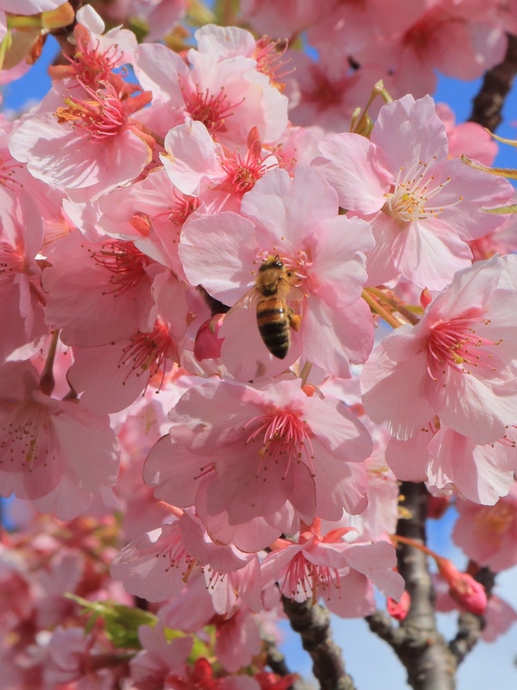 [이미지1]모래 언덕 근처의 벚꽃 나무에서 촬영 🌸촬영하고 있으면 예쁜 핑크 꽃잎에 매료된 꿀벌이 놀러 왔기 때문에 기회라고 생각하고 셔터를 릴리즈🐝했습니다 ⋆︎*゚∗