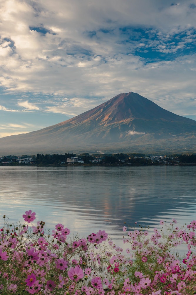 [相片1]倒置的富士山和早晨的波斯菊花富士河口湖岸邊的秋櫻在山梨縣富士河口湖町