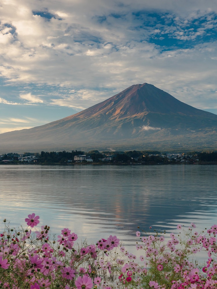 [Image1]Upside-down Mt. Fuji and Cosmos Flowers in the MorningAutumn cherry blossoms on the shore of Fujikaw