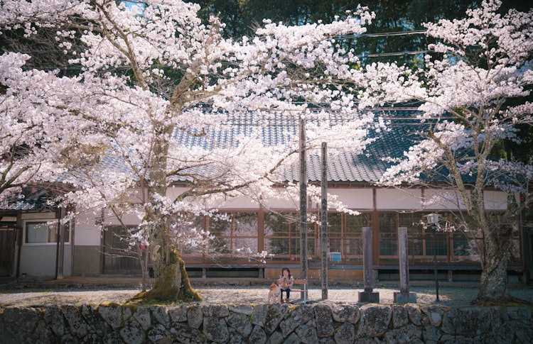 [画像1]兵庫県宍粟市満福寺にある桜ここの桜もあまり知られていない昔ながらのお寺に桜があり、穴場なのでオススメです😀