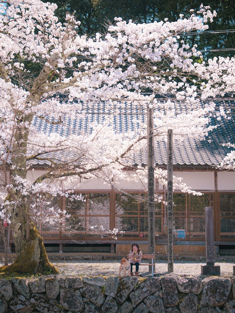 [画像1]兵庫県宍粟市満福寺にある桜ここの桜もあまり知られていない昔ながらのお寺に桜があり、穴場なのでオススメです😀