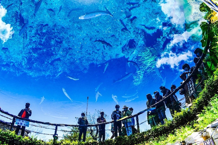 [相片1]山梨縣忍野八海源自富士山地下水的泉水區。 清澈的深藍色非常漂亮。 我玩了個小惡作劇，讓魚在天空中游來遊😆去，蕎麥面也很好吃。