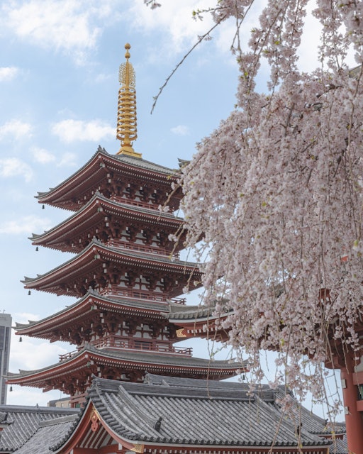 [画像1]五重塔に枝垂れ桜を添えて🌸こちらは、東京都にある「浅草寺」毎年3月下旬頃に枝垂れ桜が見頃を迎えます。一本しか生えていないため、その付近は多くの人で賑わいます。夜のライトアップもまた見応えあり💪見頃　　