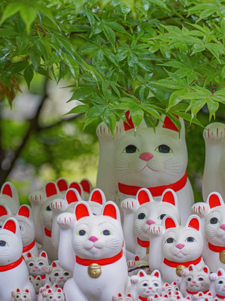[Image1]Gotokuji Temple in Tokyo.There are many cat figurines here.Photography equipment SONY α7IIILightroom