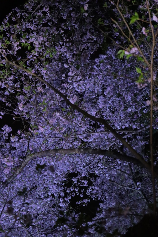 [相片1]夜晚樱花的天花板 🌸🌸🌸地点：滨松花卉公园夜间点灯时间为18：00~20：00