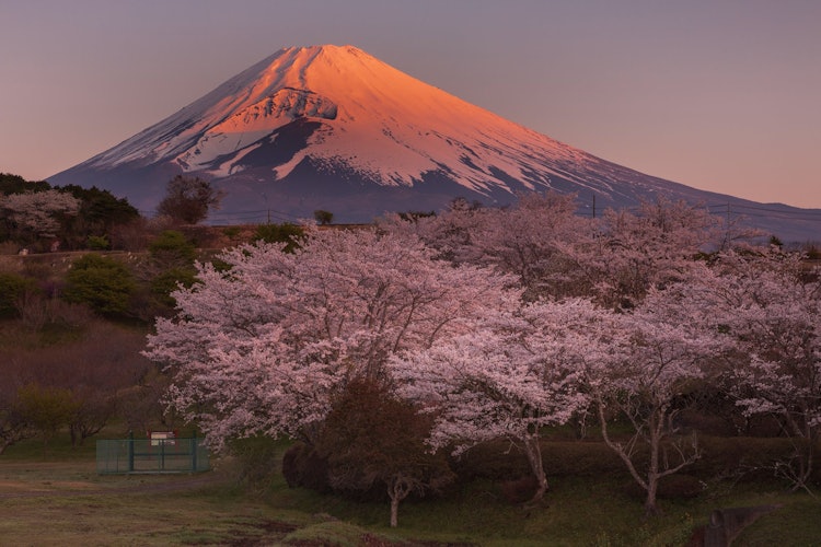[Image1]Red Fuji and cherry blossomsAfter sunrise, the sun shines on the summit of Mt. Fuji and it turns red