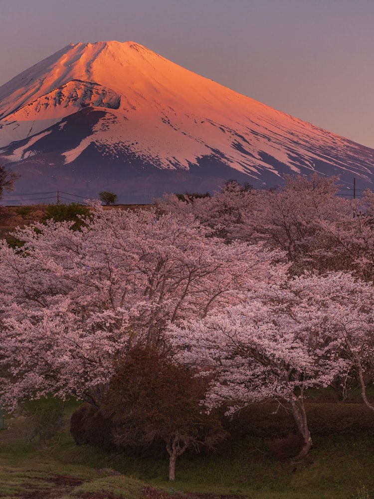 [이미지1]붉은 후지와 벚꽃해가 뜬 후에는 후지산 정상에 태양이 빛나고 붉게 물들어 아름답게 보입니다.시즈오카현 스소노시에 위치