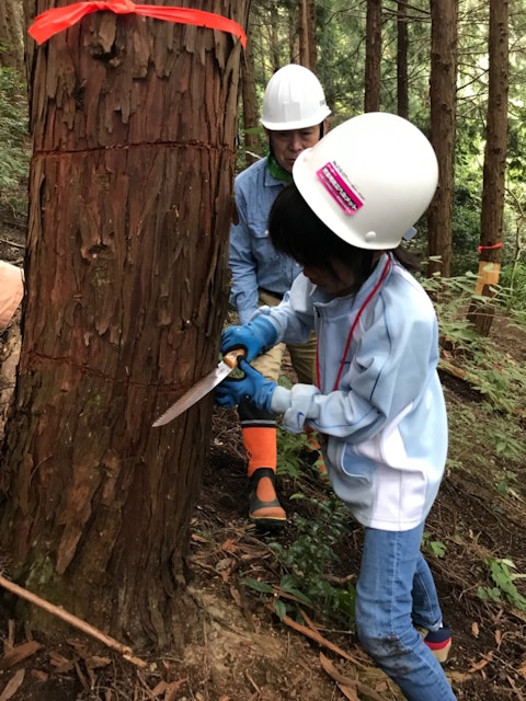 [画像1]毎年恒例の森林範囲。 樹皮の1つが剥がれている限り、2年後、モミはゆっくりと死にます。 これの目的は、地面の生態に影響を与えるモミの森の過度の密度を避けることです。 京都の伝統的な建物の中には、皮をむ