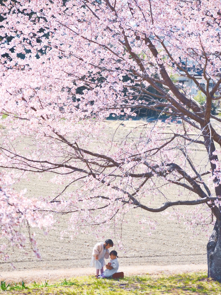 [Image1]Two children Under mighty cherry blossom tree. The elder sister was consoling her younger sibling wh
